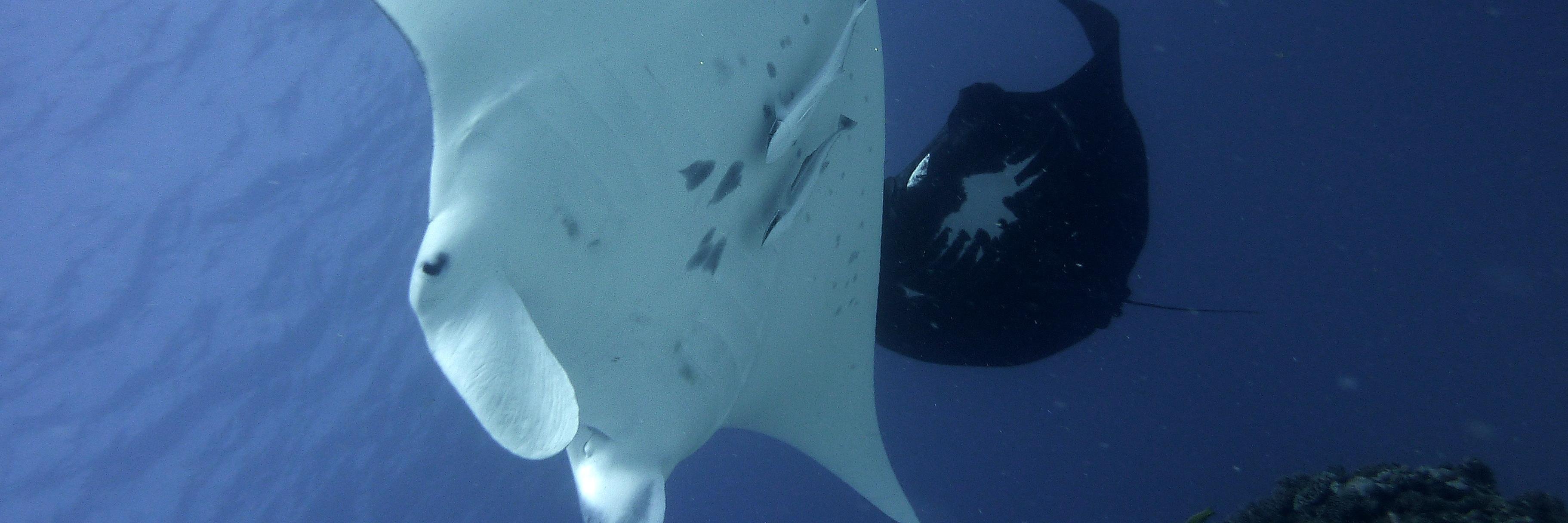 Project Manta banner