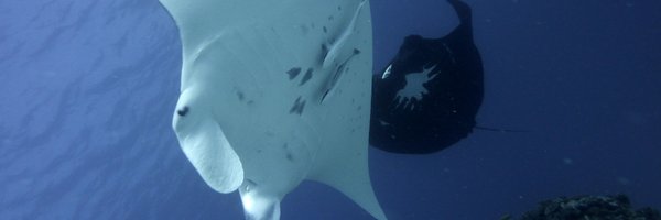 ProjectManta Profile Banner