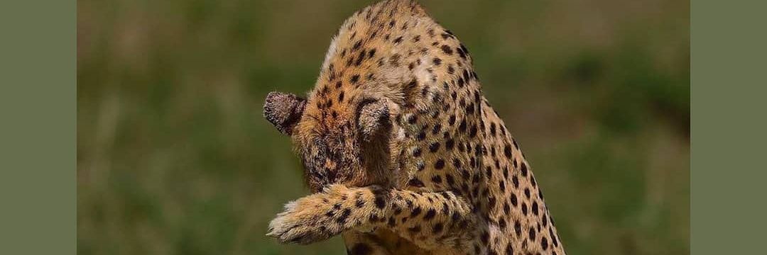 Lisanth Shanmugam banner