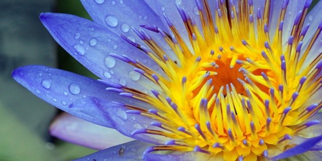 mollystpaul's profile banner image