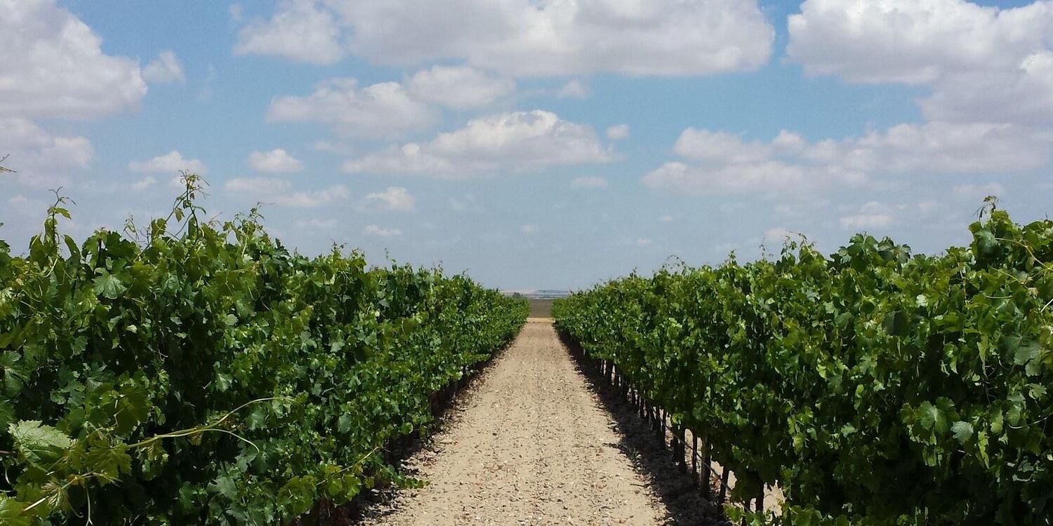 Bodegas Verderrubi banner