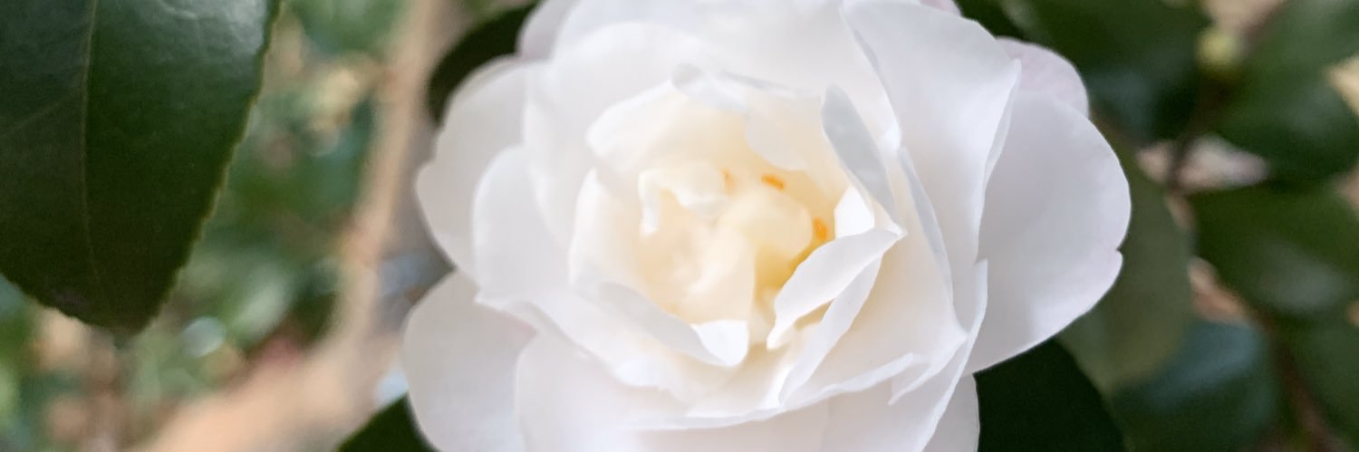 pooch802's profile banner image