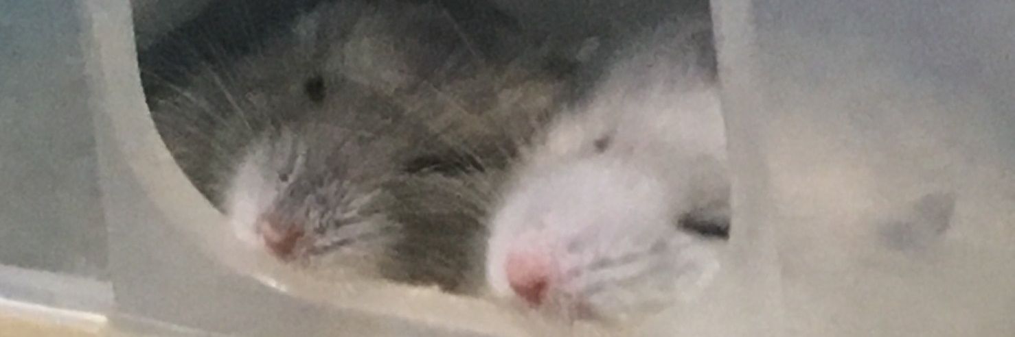 _A1ice's profile banner image