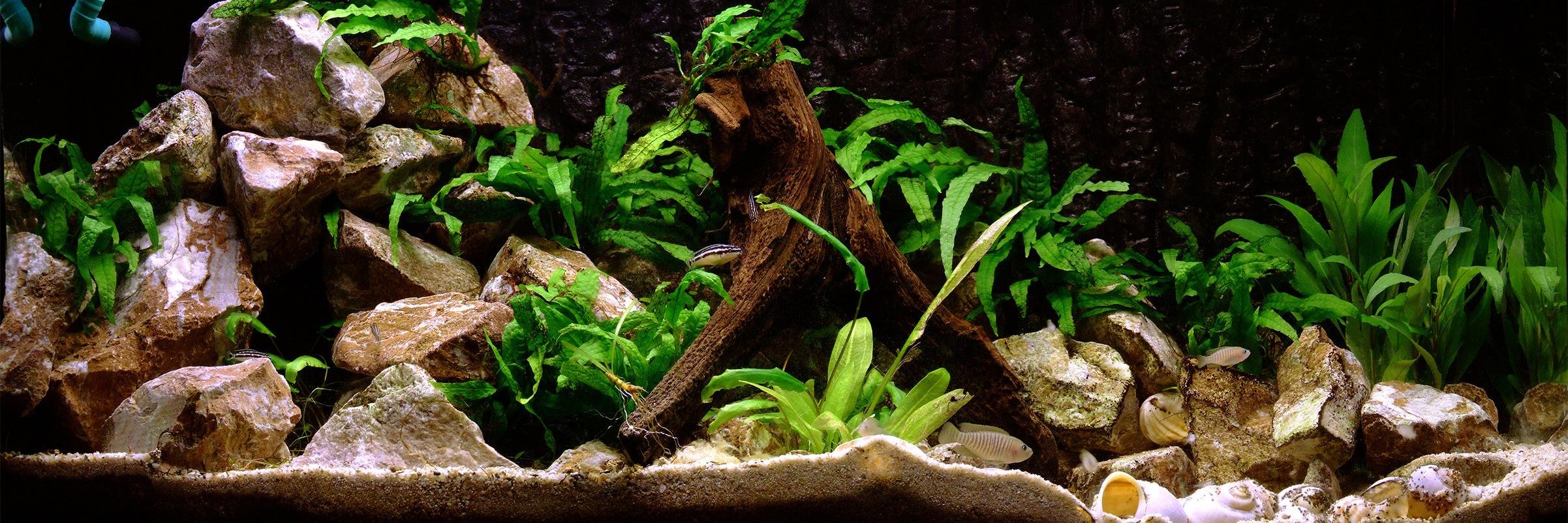 Zetarium banner