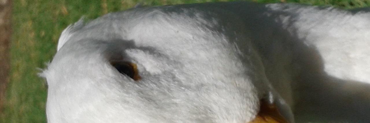 Benjamin Wildie banner