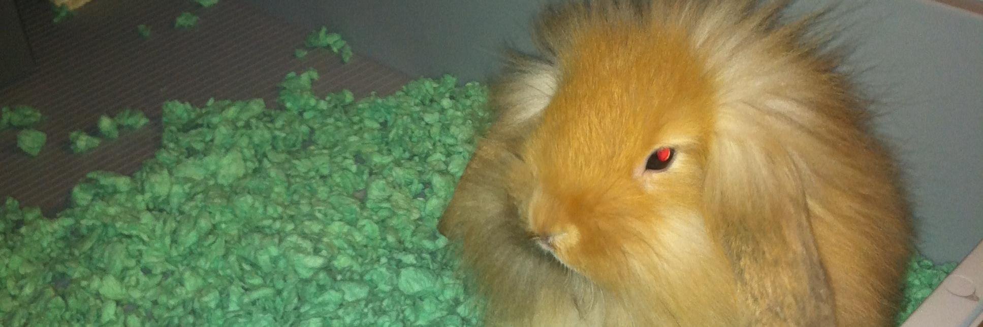 Rebecca patterson banner