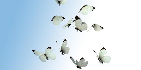 Melissa McLaughlin banner