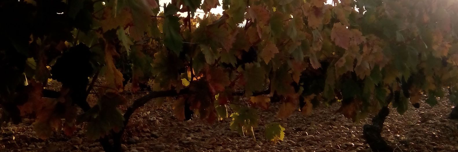 OVIDIO GARCIA banner