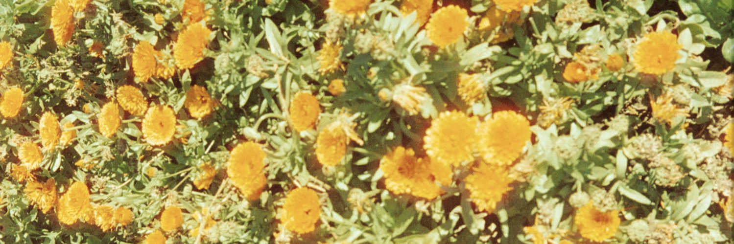 nictolosa's profile banner image