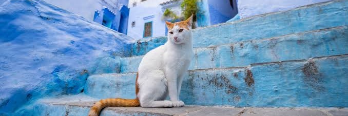 ⴰⴱⴷⴻⵍ🇲🇦🇹🇷 banner