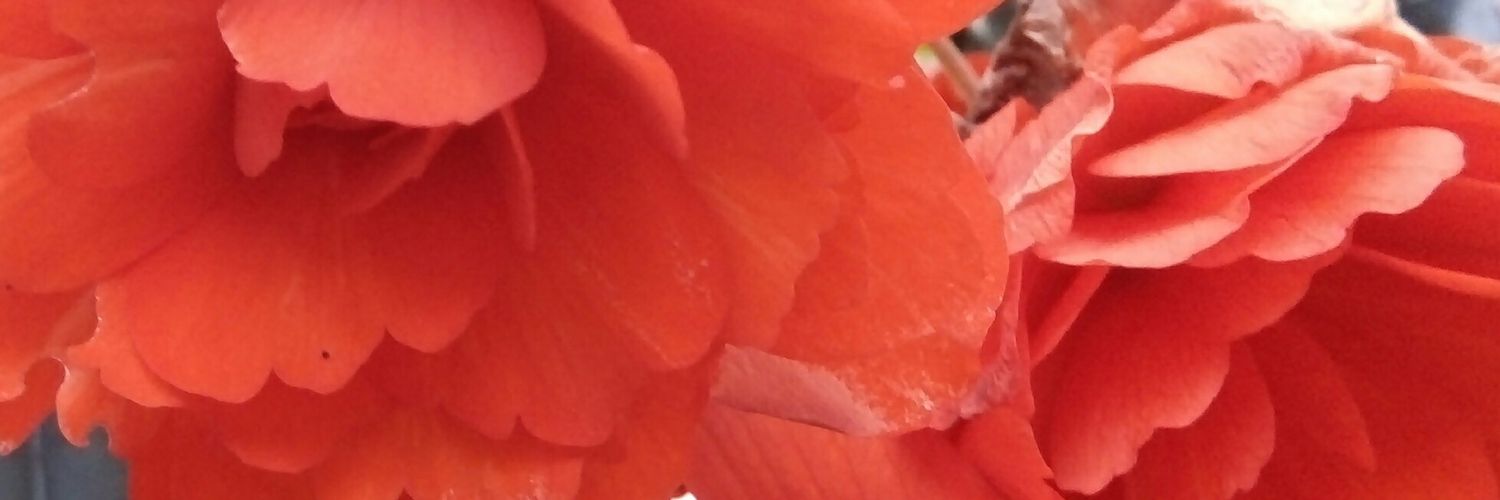 fortunecooky_'s profile banner image