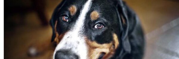 martyabbott Profile Banner