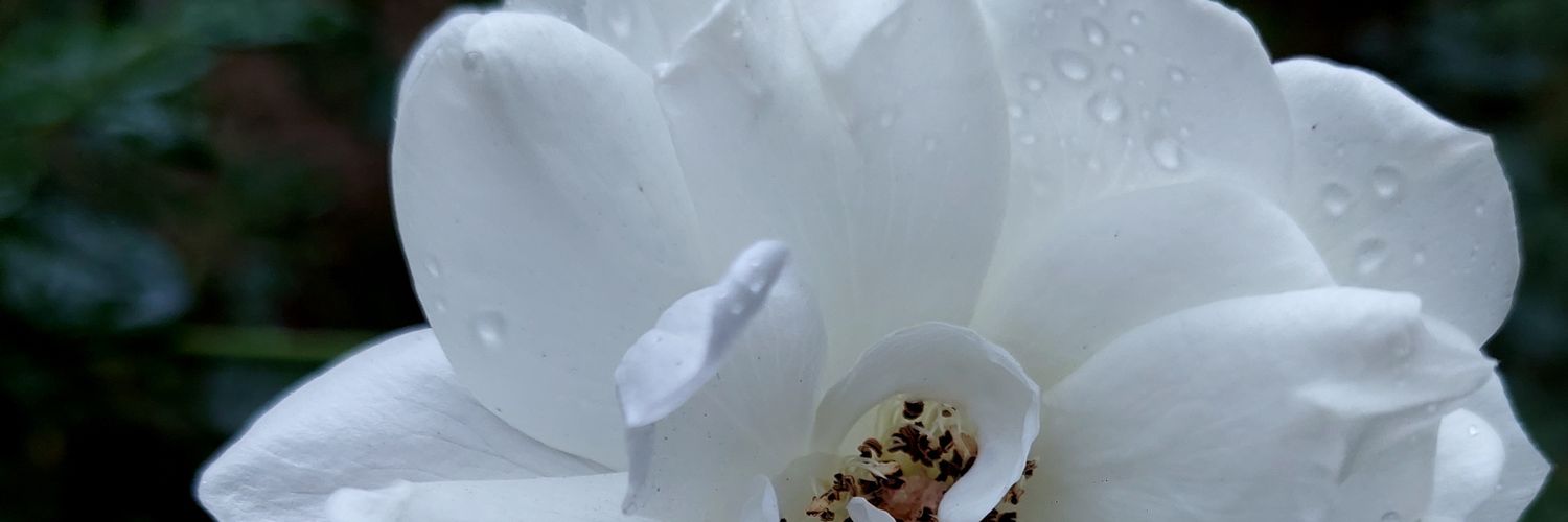 AlomoLucre's profile banner image