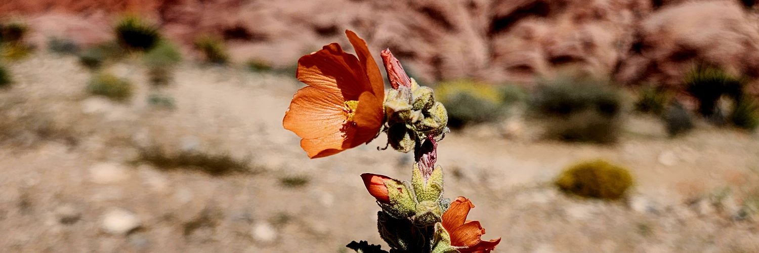 RedRose8294's profile banner image