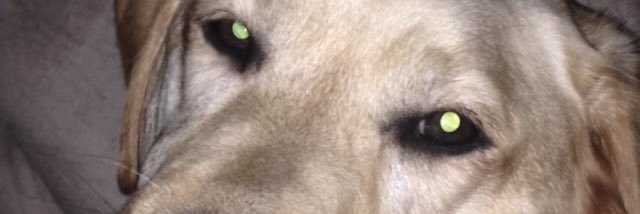abbeymcgee2014's profile banner image