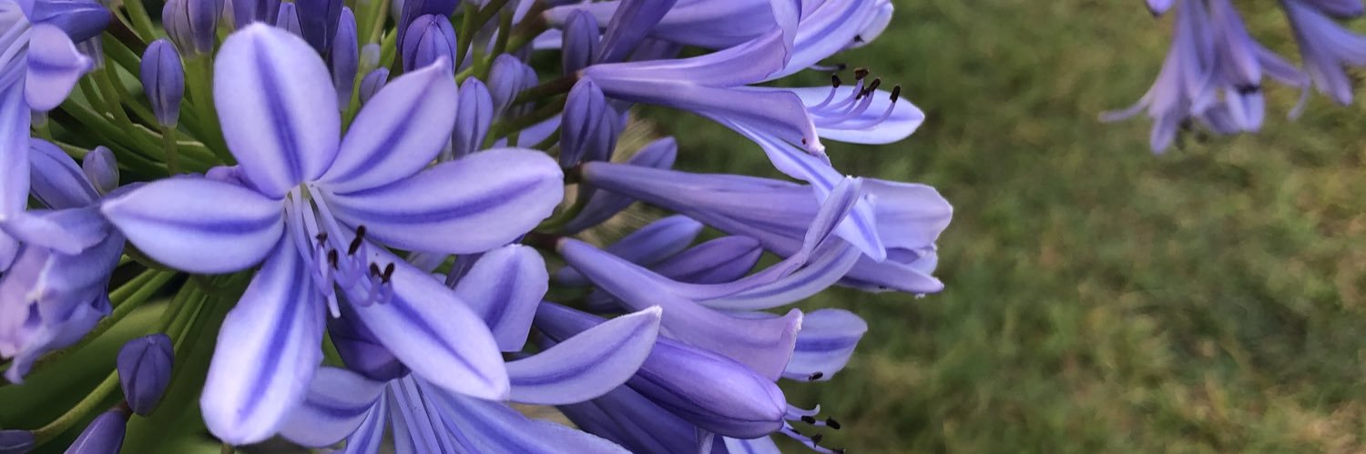 waysideflower75's profile banner image