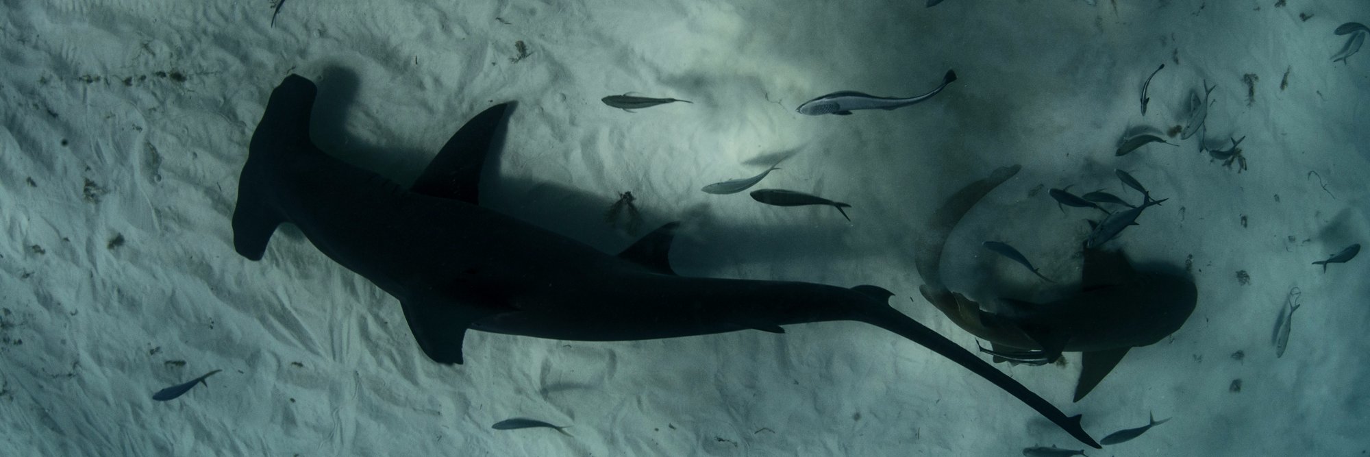 Nick Robertson-Brown banner