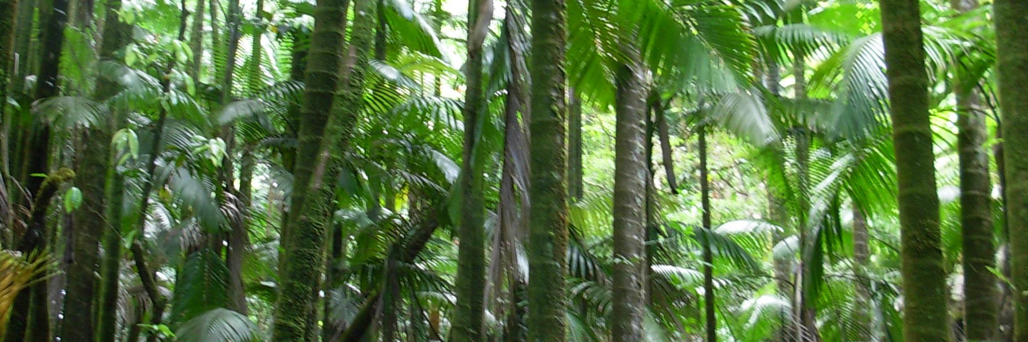 Reilly Cusick banner