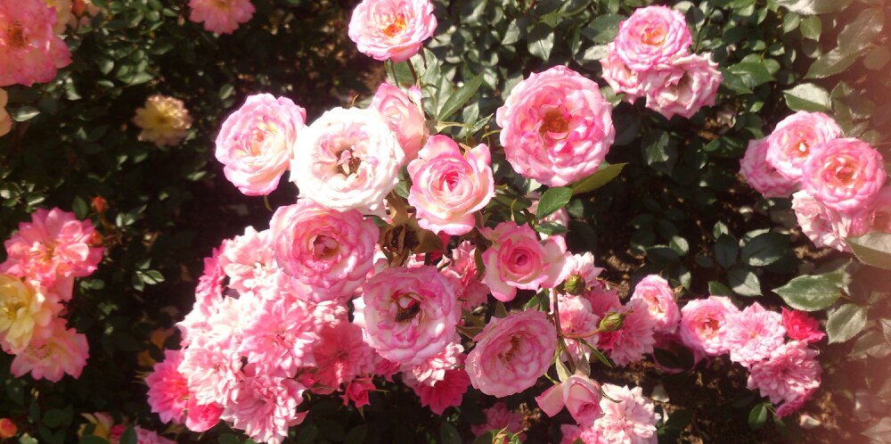 rincoi_funassy's profile banner image