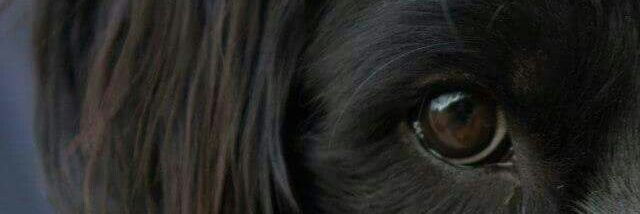 XuanlanS's profile banner image