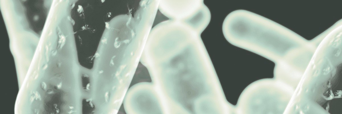 FermFest's profile banner image