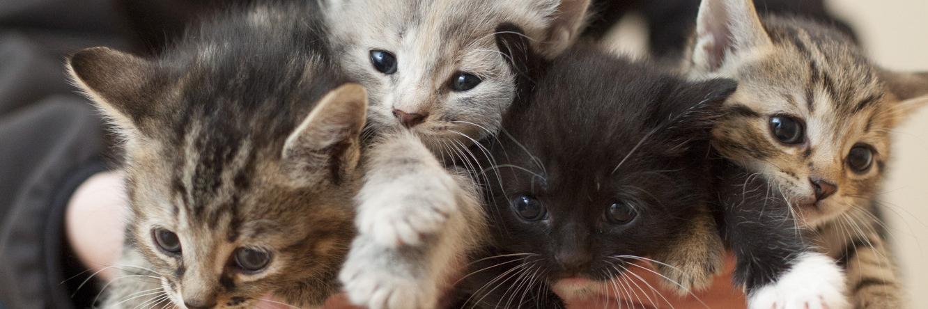 for_all_animals's profile banner image