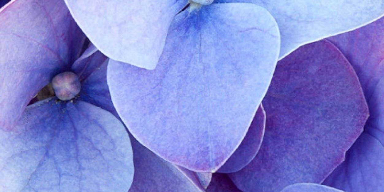 Chantelle Tuck banner