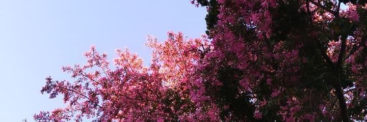 FlaviaSchimith's profile banner image