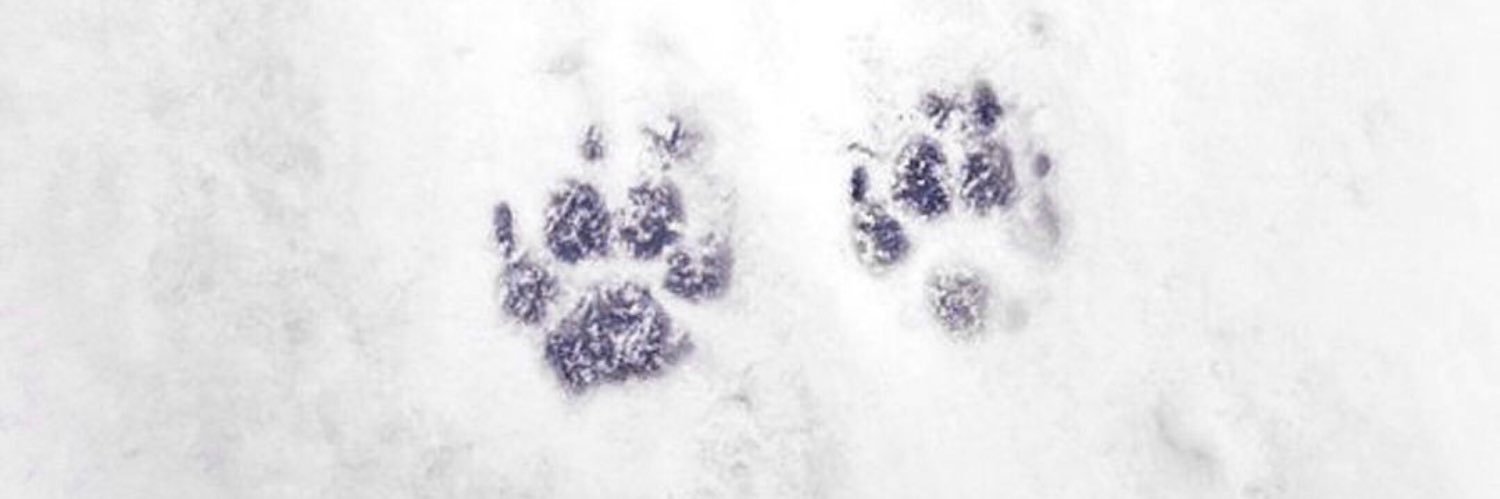 BarbaraMuriglio's profile banner image