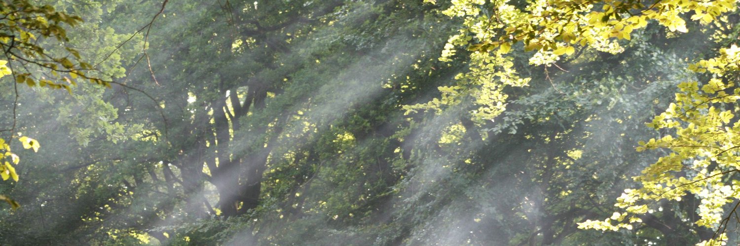 InesLied's profile banner image