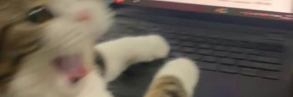 shianip's profile banner image