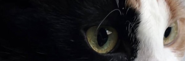 WellFedJosh Profile Banner