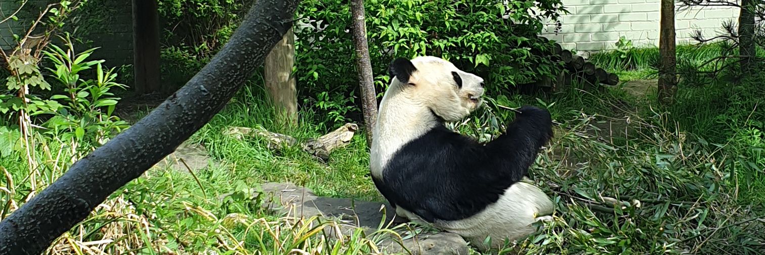 yoeypang's profile banner image