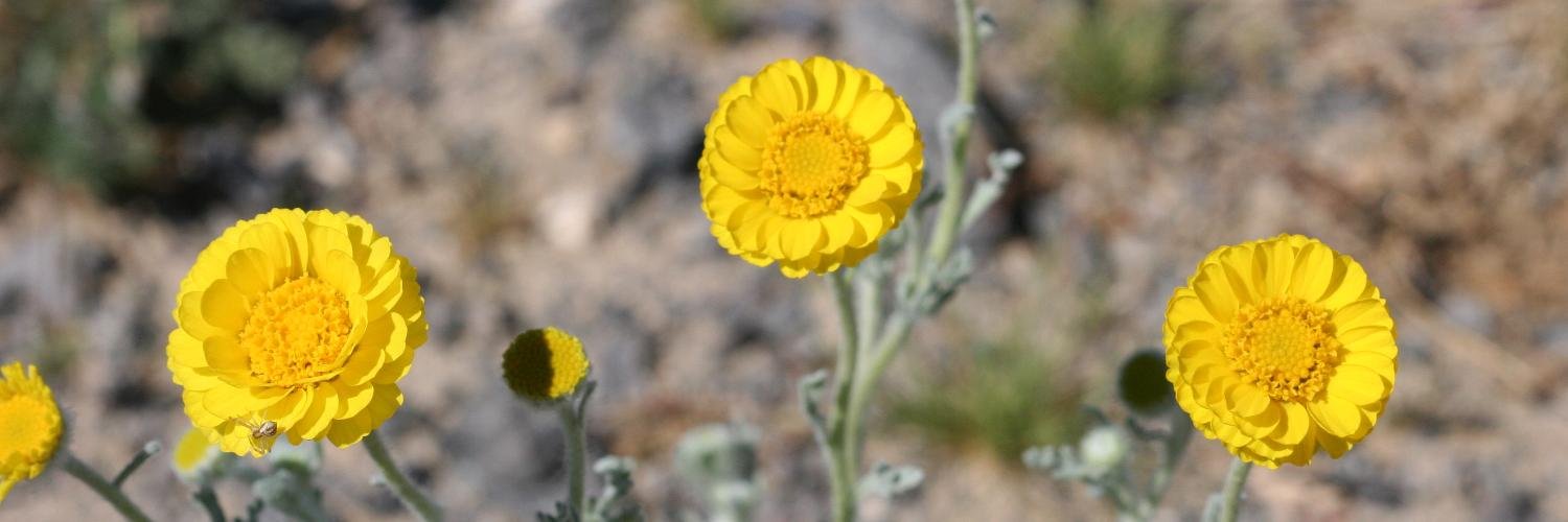 So Cal Botanists banner