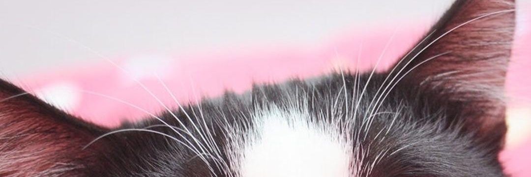 wzapril's profile banner image