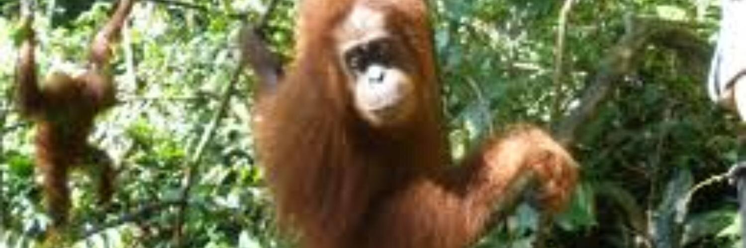 Daniele Atkinson banner