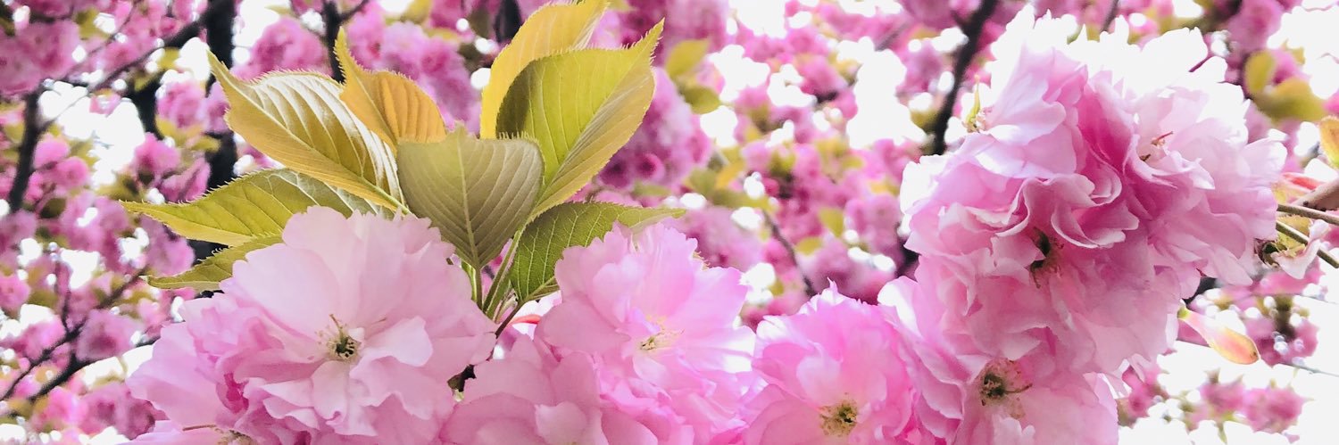 mayuki8sou's profile banner image