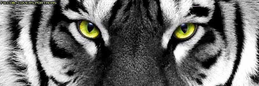 quirozcalixt's profile banner image