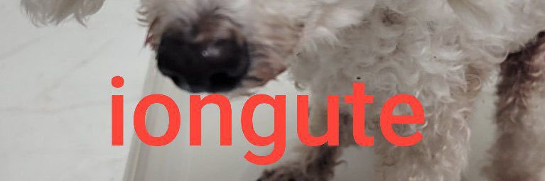 nugget banner