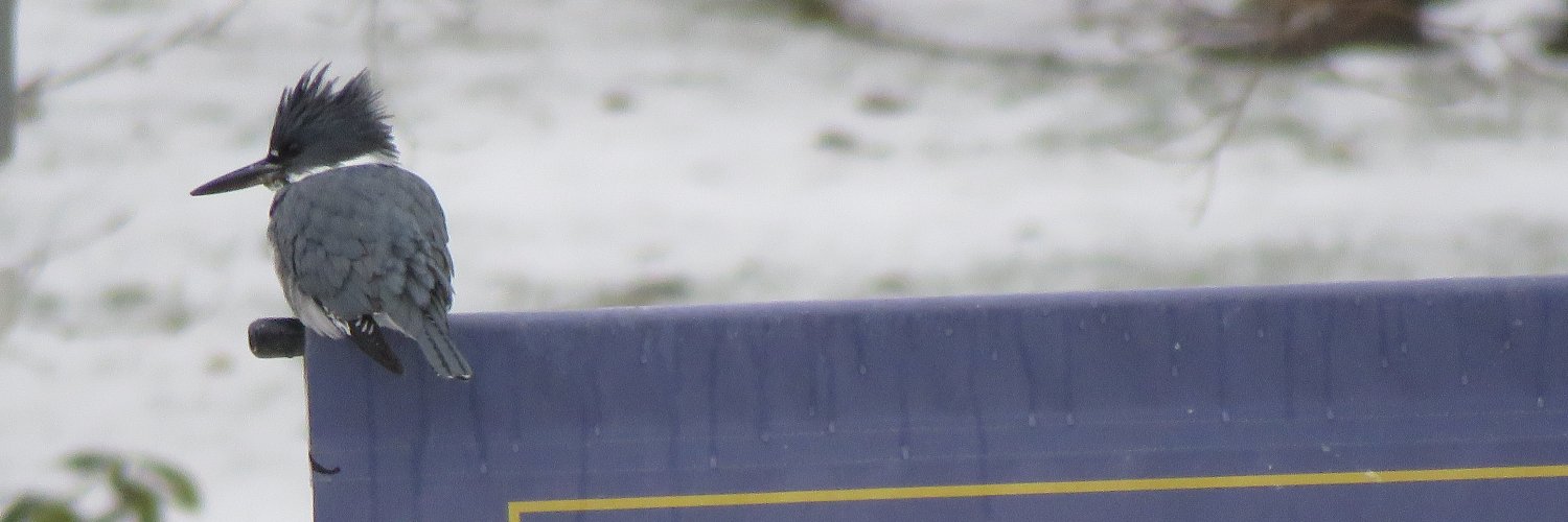 MonicaHoel's profile banner image