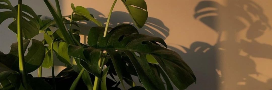 LtBruno_'s profile banner image