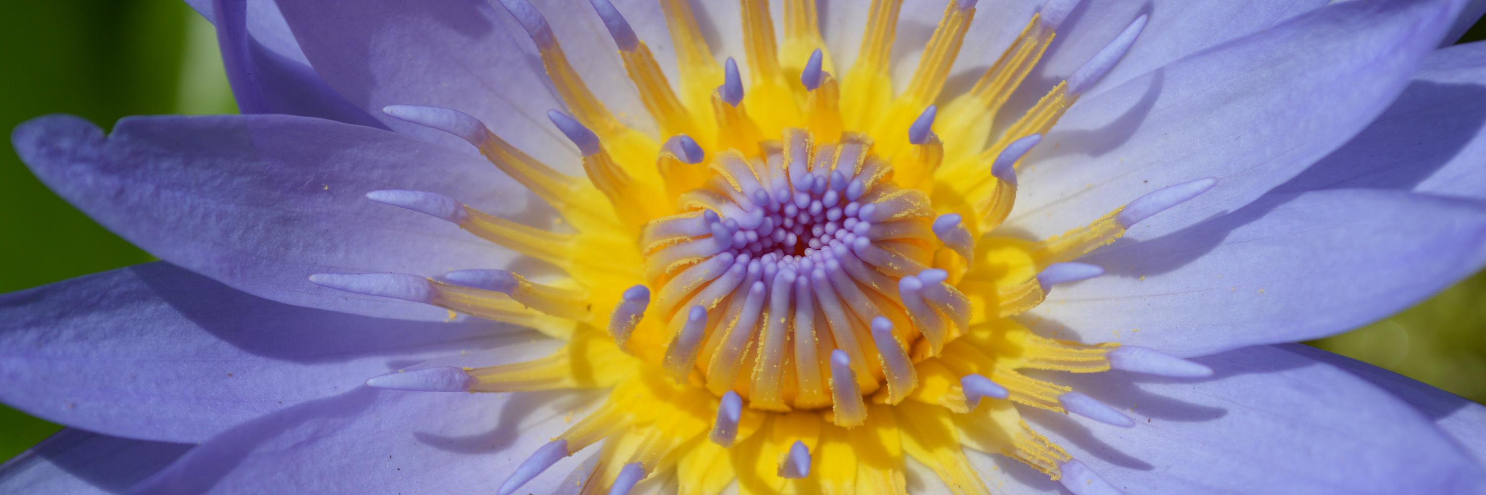 Marilyn Noble 🇨🇦🇺🇦 banner