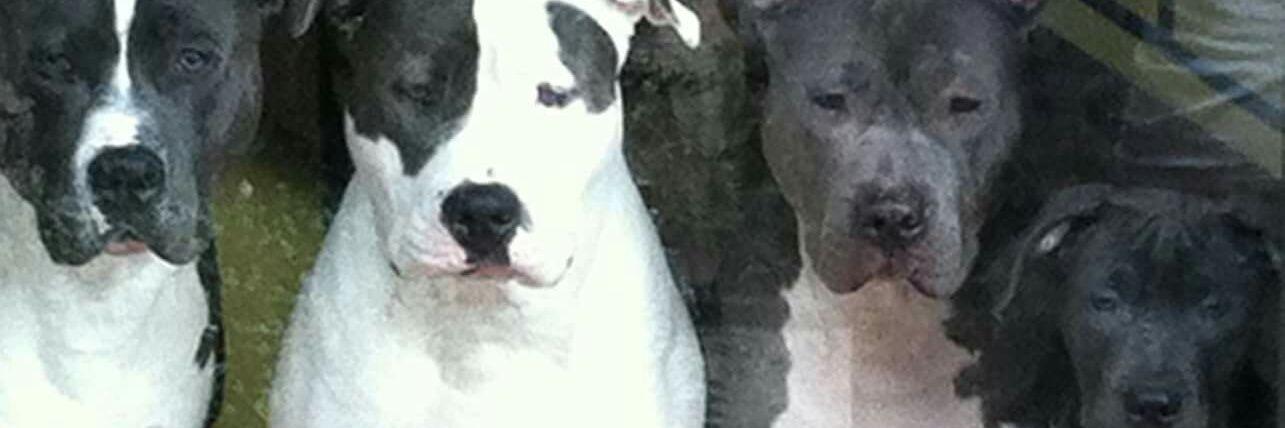 walacorbino's profile banner image