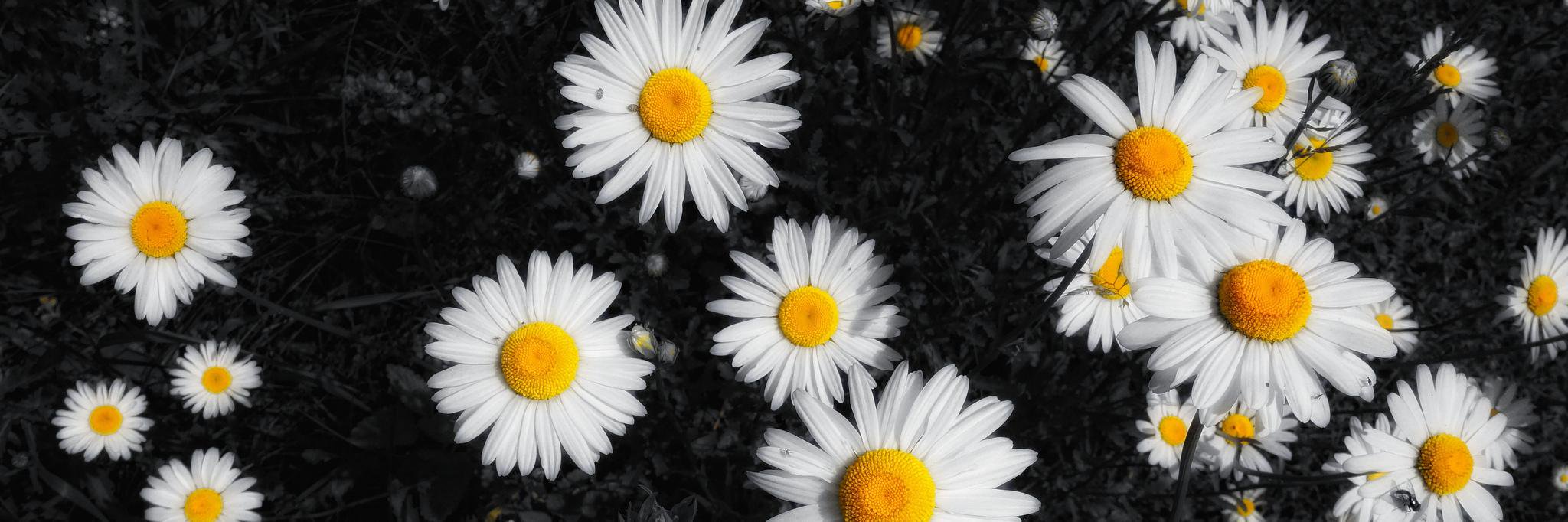 Karencienta's profile banner image