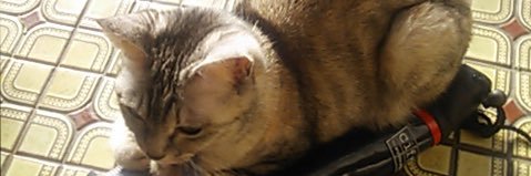 rin_skri's profile banner image