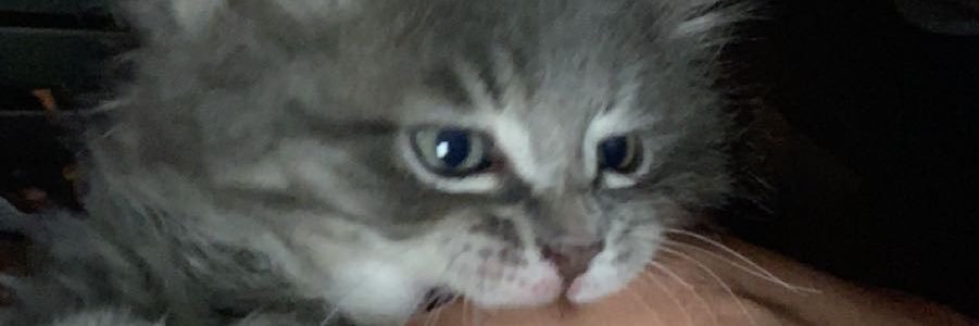 DonovanJones321's profile banner image