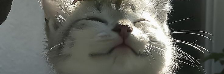 LimErika90's profile banner image