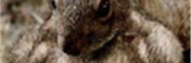 deninbecic's profile banner image