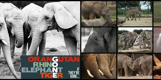 Dr Trang Nguyen banner