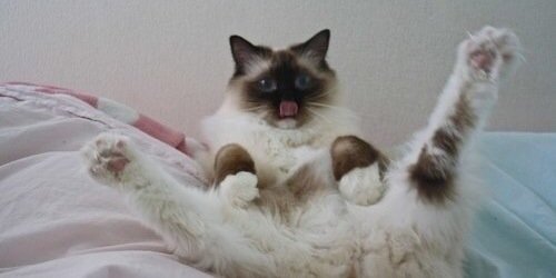 trapcatcookie's profile banner image